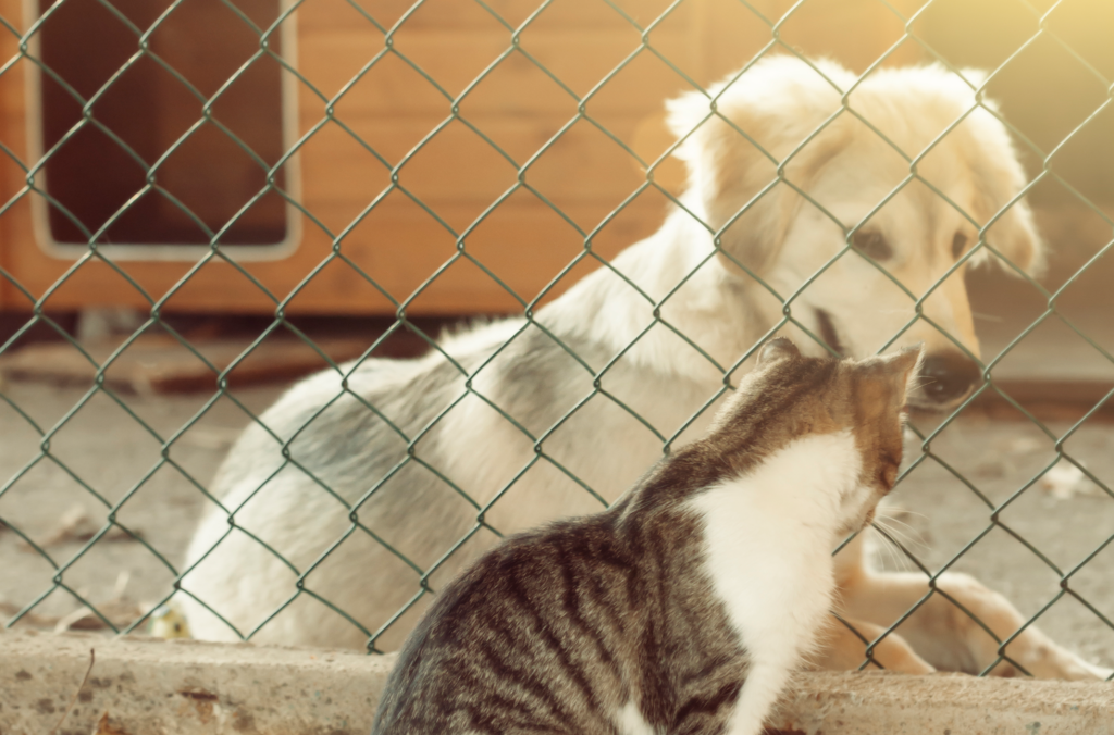 Animal Rescue Fund of the Hamptons